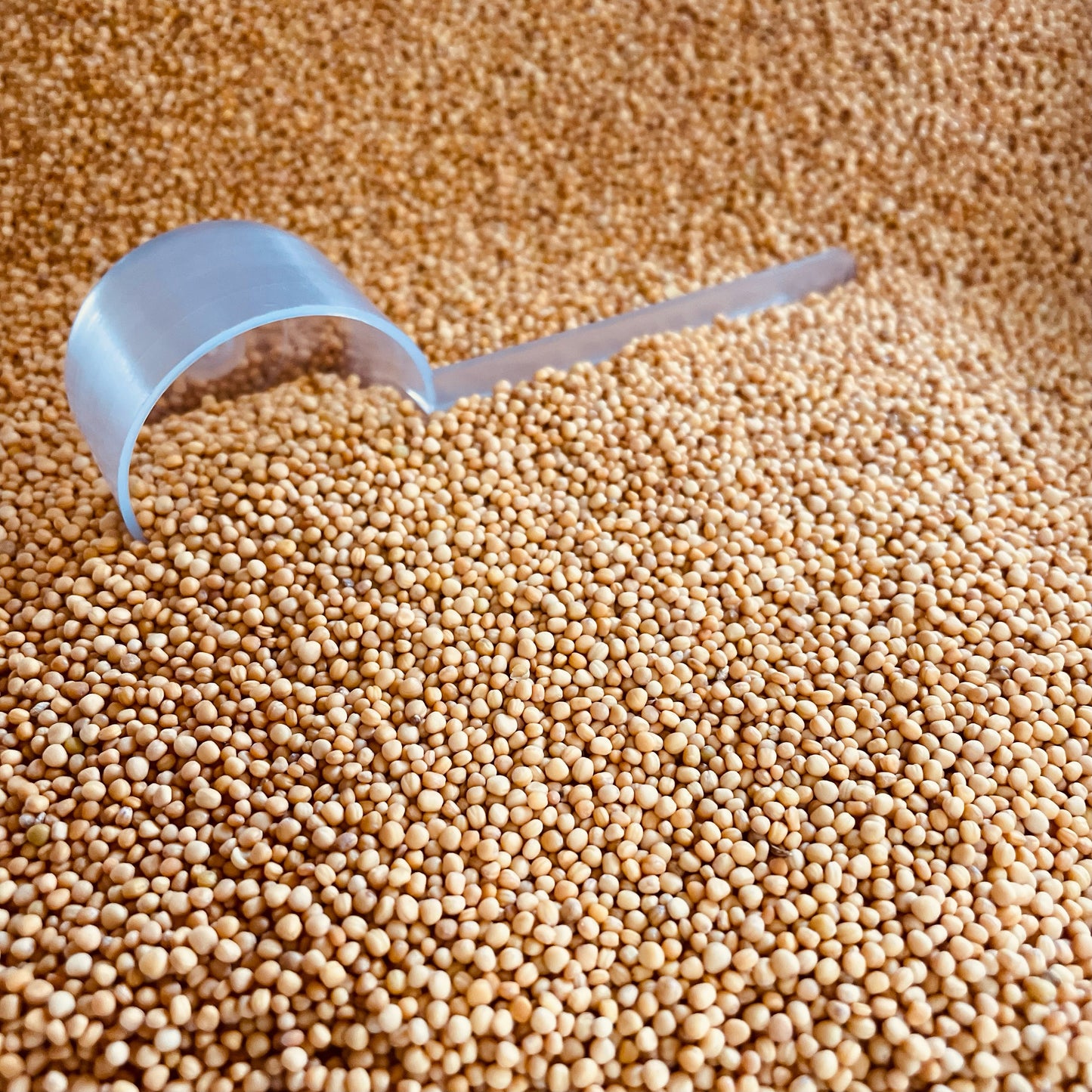 Mustard Seed Star Cores 1 lb