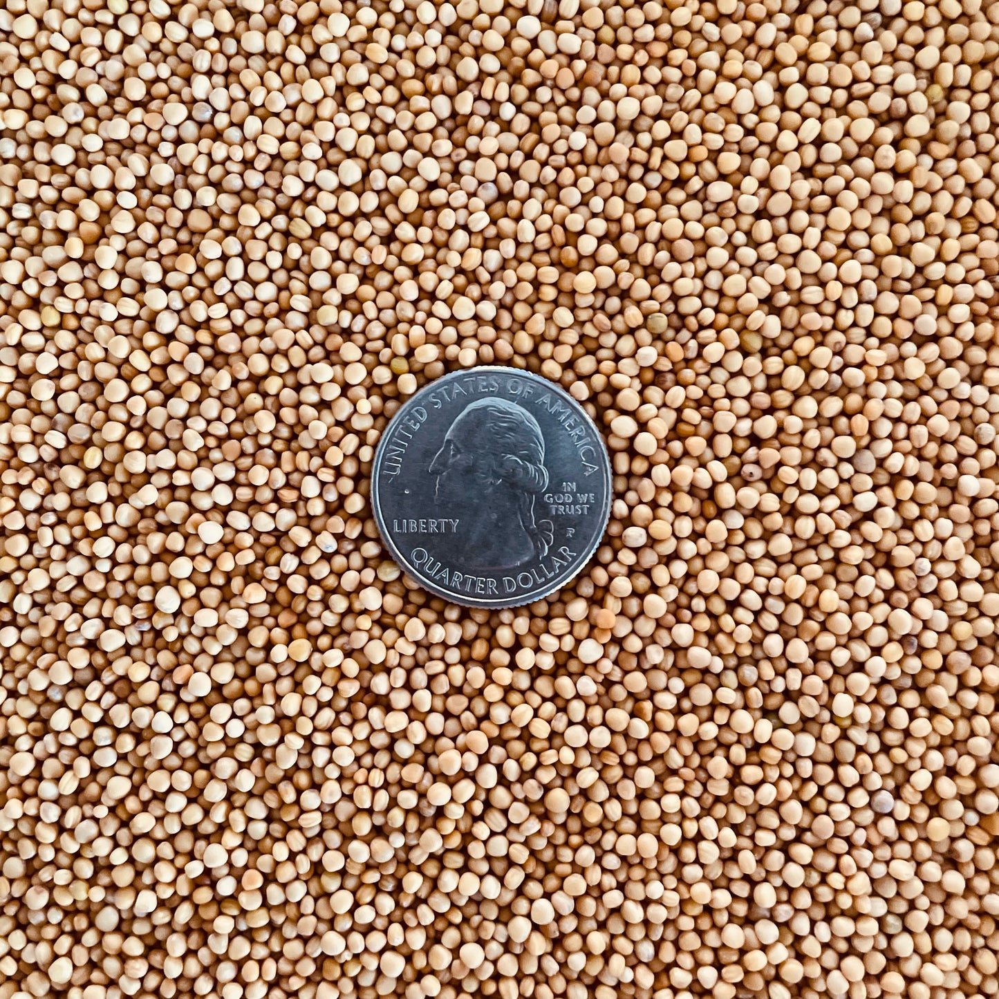 Mustard Seed Star Cores 1 lb